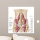 Anatomy Iliopsoa Also Known Wall Decal