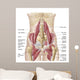 Anatomy Iliopsoa Also Known Wall Decal