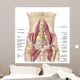 Anatomy Iliopsoa Also Known Wall Decal
