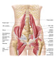 Anatomy Iliopsoa Also Known Wall Decal