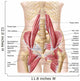Anatomy Iliopsoa Also Known Wall Decal