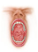 Anatomy Human Mouth Cavity Wall Decal Design 2