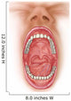 Anatomy Human Mouth Cavity Wall Decal Design 2