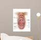 Anatomy Human Mouth Cavity Wall Decal Design 1