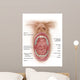 Anatomy Human Mouth Cavity Wall Decal Design 1