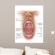 Anatomy Human Mouth Cavity Wall Decal Design 1