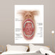 Anatomy Human Mouth Cavity Wall Decal Design 1