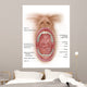 Anatomy Human Mouth Cavity Wall Decal Design 1