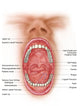 Anatomy Human Mouth Cavity Wall Decal Design 1