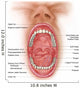 Anatomy Human Mouth Cavity Wall Decal Design 1