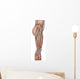 Anatomy Human Thigh Muscles Wall Decal Design 2