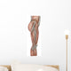 Anatomy Human Thigh Muscles Wall Decal Design 2