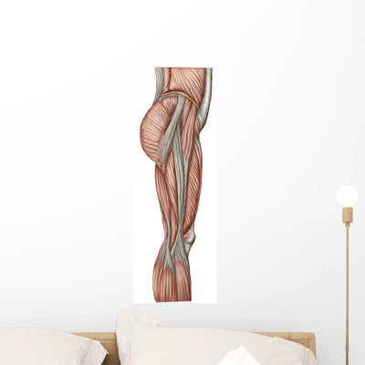 Anatomy Human Thigh Muscles Wall Decal Design 2 shown on a wall