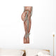 Anatomy Human Thigh Muscles Wall Decal Design 2