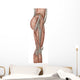 Anatomy Human Thigh Muscles Wall Decal Design 2