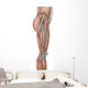Anatomy Human Thigh Muscles Wall Decal Design 2