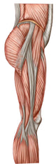 Anatomy Human Thigh Muscles Wall Decal Design 2