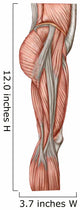 Anatomy Human Thigh Muscles Wall Decal Design 2