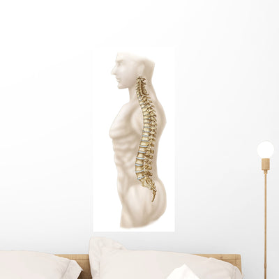 Anatomy Human Vertebral Column Wall Decal Design 2 shown on a wall