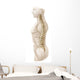 Anatomy Human Vertebral Column Wall Decal Design 2