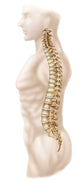 Anatomy Human Vertebral Column Wall Decal Design 2