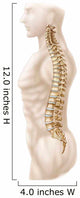 Anatomy Human Vertebral Column Wall Decal Design 2