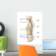 Anatomy Human Vertebral Column Wall Decal Design 1