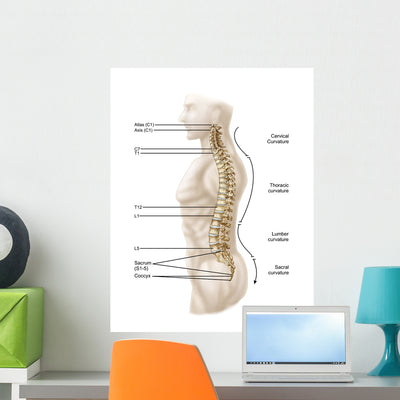 Anatomy Human Vertebral Column Wall Decal Design 1 shown on a wall