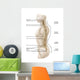 Anatomy Human Vertebral Column Wall Decal Design 1
