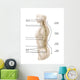 Anatomy Human Vertebral Column Wall Decal Design 1