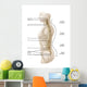 Anatomy Human Vertebral Column Wall Decal Design 1