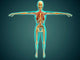 Human Body Showing Skeletal Wall Decal Design 2