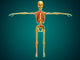 Front Human Skeleton with Wall Decal
