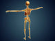 Back Human Skeleton with Wall Decal Design 2