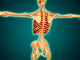 Back Human Skeleton with Wall Decal Design 1