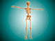Perspective Human Skeletal System Wall Decal