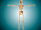 Front Human Skeletal System Wall Decal