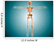 Front Human Skeletal System Wall Decal