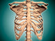 Close-up Human Rib Cage Wall Decal