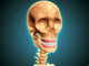 Human Skeleton Showing Teeth Wall Decal