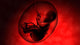 Human Fetus inside Amniotic Wall Decal