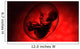Human Fetus inside Amniotic Wall Decal