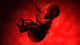 Fetus inside Womb Wall Decal Design 4