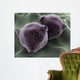 Microscopic Birch Tree Pollen Wall Decal