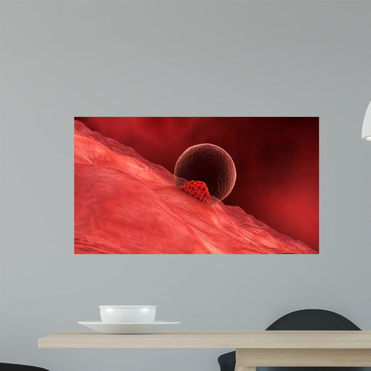 Blastocyst Begins Implanting Wall - Wall Decal