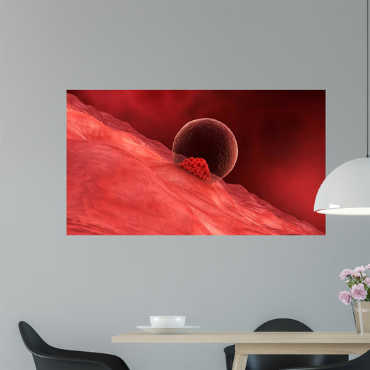 Blastocyst Begins Implanting Wall - Wall Decal