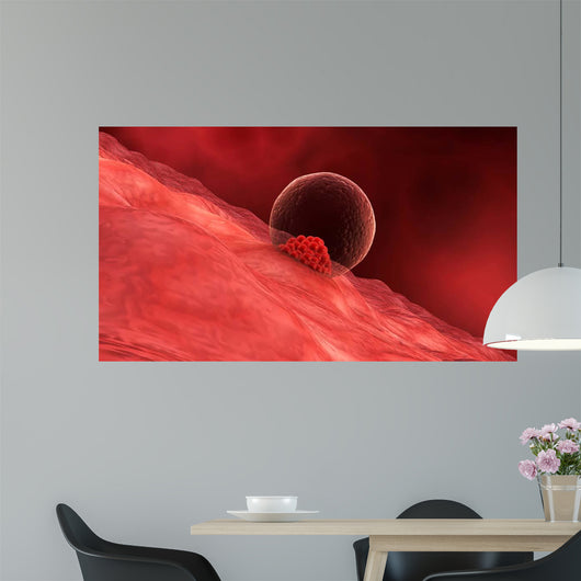 Blastocyst Begins Implanting Wall - Wall Decal
