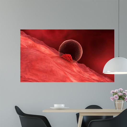 Blastocyst Begins Implanting Wall - Wall Decal
