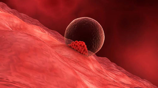 Blastocyst Begins Implanting Wall - Wall Decal