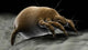 Microscopic Visualization Dust Mite Wall Decal Design 4